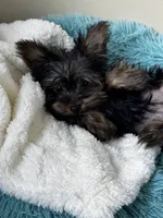 Bodhi, a male Yorkshire Terrier for sale in Albuquerque, NM – 4 of 5