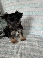 Rockin, a male Yorkshire Terrier for sale in Albuquerque, NM – 5 of 7