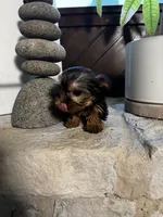 Precious, a female Yorkshire Terrier for sale in Albuquerque, NM – 9 of 10