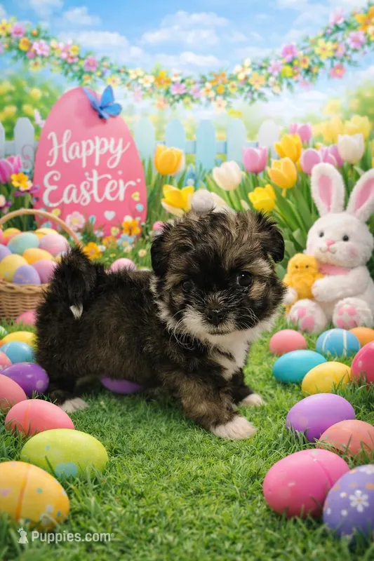 Raina – Shih Tzu puppy for sale in Amarillo, TX