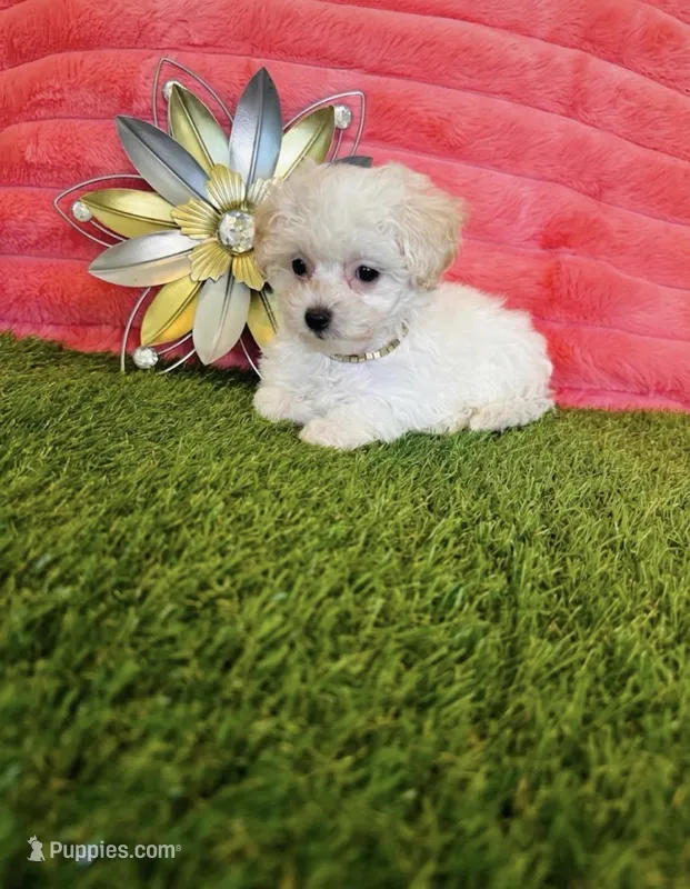 Poppy – Maltipoo puppy for sale in Albuquerque, NM