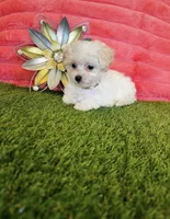 Poppy, a female Maltipoo for sale in Albuquerque, NM – 1 of 7