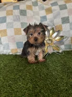 Manchester (Manny), a male Yorkshire Terrier for sale in Albuquerque, NM – 3 of 4