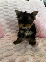 Dior, a female Yorkshire Terrier for sale in Albuquerque, NM – 8 of 9