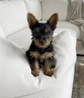 Gizmo, a male Yorkshire Terrier for sale in Albuquerque, NM – Photo 1 of 6