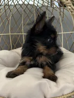 Gizmo, a male Yorkshire Terrier for sale in Albuquerque, NM – Photo 4 of 6