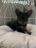 Gizmo, a male Yorkshire Terrier for sale in Albuquerque, NM – Photo 6 of 6