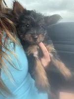 Gizmo, a male Yorkshire Terrier for sale in Albuquerque, NM – Photo 2 of 6