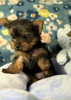Cosmo, a male Yorkshire Terrier for sale in Amarillo, TX – Photo 5 of 5