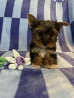 Cosmo, a male Yorkshire Terrier for sale in Rio Rancho, NM – Photo 5 of 5