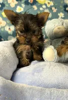 Cosmo, a male Yorkshire Terrier for sale in Amarillo, TX – Photo 4 of 5