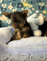 Cosmo, a male Yorkshire Terrier for sale in Amarillo, TX – Photo 3 of 5
