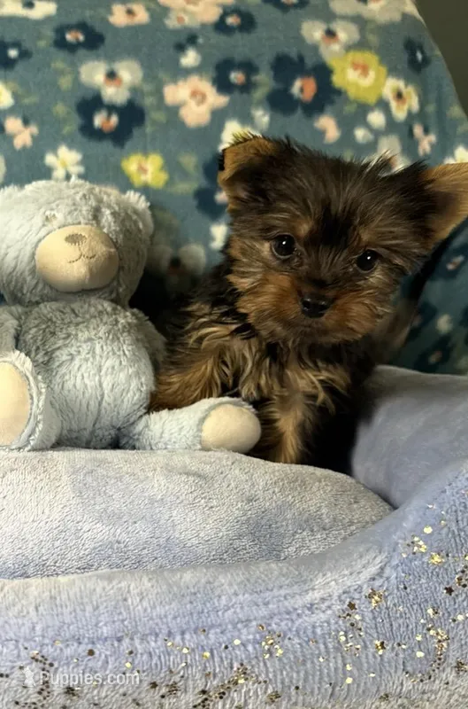 Cosmo – Yorkshire Terrier puppy for sale in Rio Rancho, NM