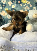 Cosmo, a male Yorkshire Terrier for sale in Amarillo, TX – Photo 2 of 5