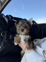 Cosmo, a male Yorkshire Terrier for sale in Rio Rancho, NM – Photo 1 of 5