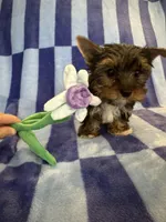 Cosmo, a male Yorkshire Terrier for sale in Rio Rancho, NM – Photo 2 of 5