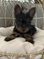 Gizmo, a male Yorkshire Terrier for sale in Albuquerque, NM – Photo 5 of 6