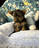 Cosmo, a male Yorkshire Terrier for sale in Amarillo, TX – Photo 1 of 5