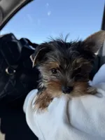 Cosmo, a male Yorkshire Terrier for sale in Rio Rancho, NM – Photo 4 of 5