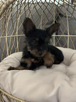 Gizmo, a male Yorkshire Terrier for sale in Albuquerque, NM – Photo 3 of 6