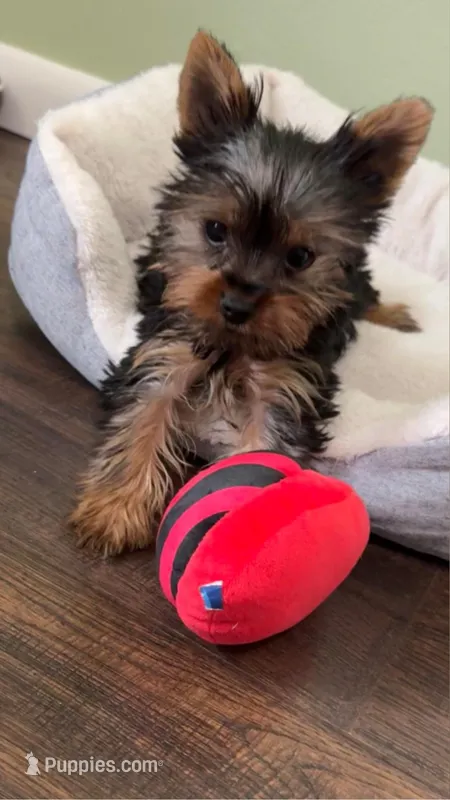 Cosmo – Yorkshire Terrier puppy for sale in Albuquerque, NM