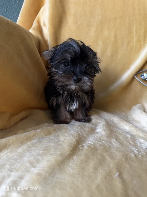 Tiny Toes (Snuggles) – Yorkshire Terrier puppy for sale in Albuquerque, NM