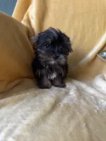 Tiny Toes (Snuggles), a male Yorkshire Terrier for sale in Albuquerque, NM – 1 of 7