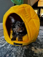  Brunello, a female Yorkshire Terrier for sale in Albuquerque, NM – 5 of 5