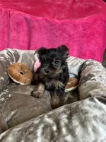Sally, a female Yorkshire Terrier for sale in Albuquerque, NM – 5 of 7