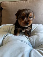 Nillo, a male Yorkshire Terrier for sale in Albuquerque, NM – 4 of 7