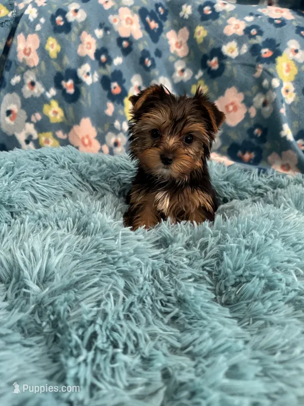 Romeo – Yorkshire Terrier puppy for sale in Albuquerque, NM