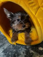  Brunello, a female Yorkshire Terrier for sale in Albuquerque, NM – 2 of 5