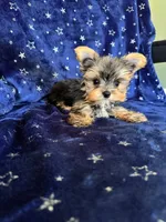 Sam, a male Yorkshire Terrier for sale in Albuquerque, NM – 2 of 7