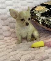 Chloe, a female Chihuahua for sale in Albuquerque, NM – 3 of 10