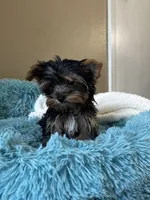 Miggie, a male Yorkshire Terrier for sale in Albuquerque, NM – 5 of 5