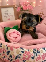 Lovely , a female Yorkshire Terrier for sale in Albuquerque, NM – 1 of 3