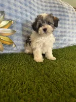 Archie , a male Maltipoo for sale in Albuquerque, NM – 4 of 9