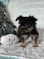 Rockin, a male Yorkshire Terrier for sale in Albuquerque, NM – 6 of 7