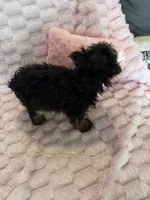 Dior, a female Yorkshire Terrier for sale in Albuquerque, NM – 7 of 9