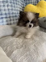 Zimby, a male Pomeranian for sale in Albuquerque, NM – Photo 4 of 6