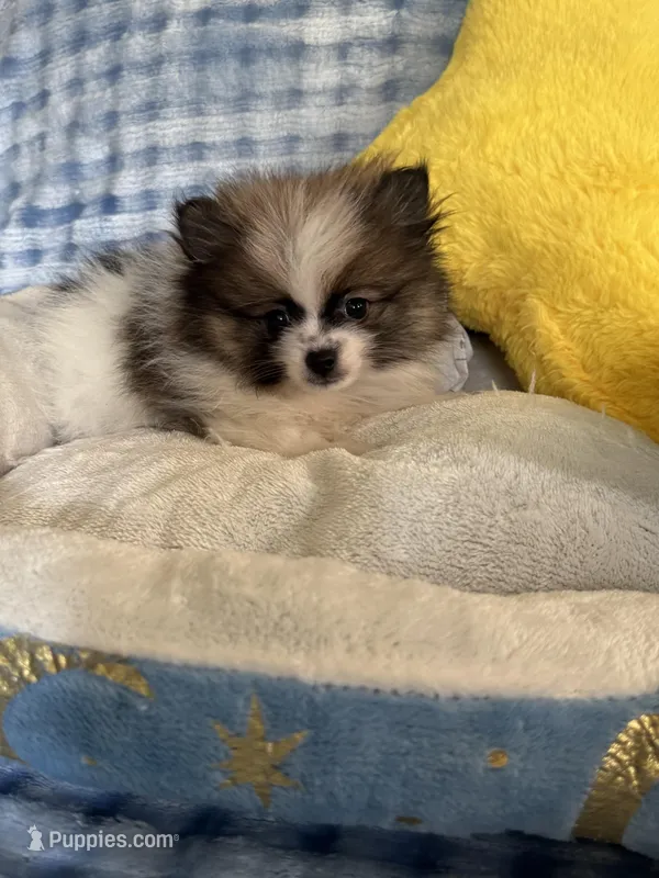 Zimby – Pomeranian puppy for sale in Albuquerque, NM
