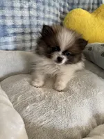 Zimby, a male Pomeranian for sale in Albuquerque, NM – Photo 2 of 6