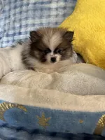 Zimby, a male Pomeranian for sale in Albuquerque, NM – Photo 3 of 6