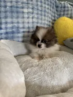 Zimby, a male Pomeranian for sale in Albuquerque, NM – Photo 6 of 6