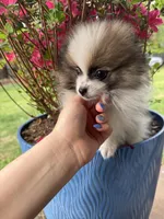 Zimby, a male Pomeranian for sale in Albuquerque, NM – Photo 5 of 6