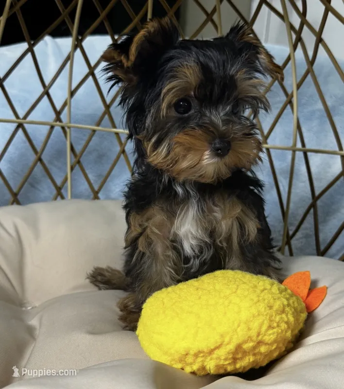 Sammy – Yorkshire Terrier puppy for sale in Albuquerque, NM