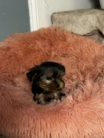 Precious, a female Yorkshire Terrier for sale in Albuquerque, NM – 10 of 10