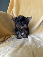 Tiny Toes (Snuggles), a male Yorkshire Terrier for sale in Albuquerque, NM – 2 of 7