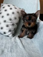 Snuggles, a male Yorkshire Terrier for sale in Albuquerque, NM – 4 of 5