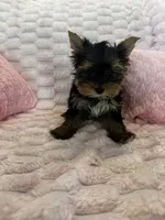 Dior, a female Yorkshire Terrier for sale in Albuquerque, NM – 6 of 9